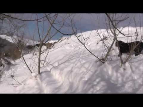 Видео: Лов на фазани през зимата в снега