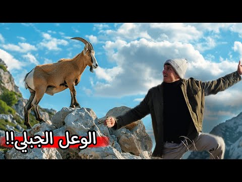 خاطرت بنفسي وصعدتت على أخطر الجبال المرتفعة وصلت عند مكان الماعز