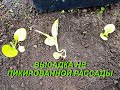 ВЫСАДКА НЕ ПИКИРОВАННОЙ РАССАДЫ