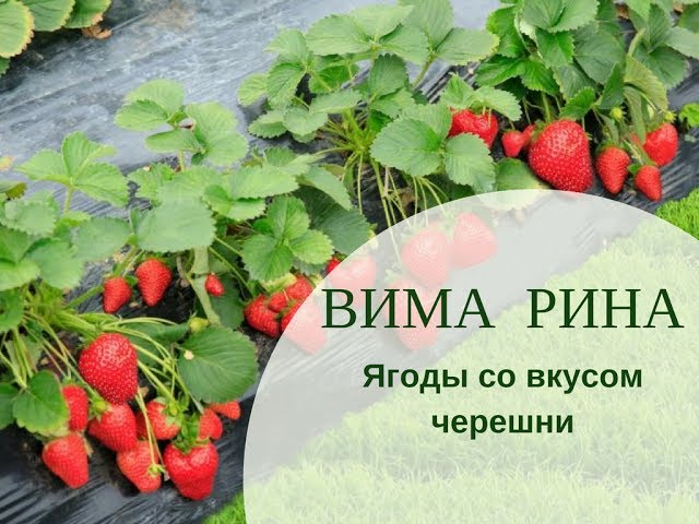 Вима Рина. Земляника со вкусом черешни.