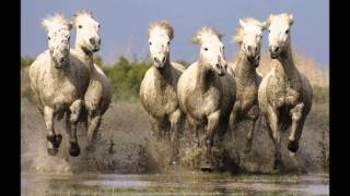 Vignette de la vidéo "todos los caballos blancos - leon gieco"