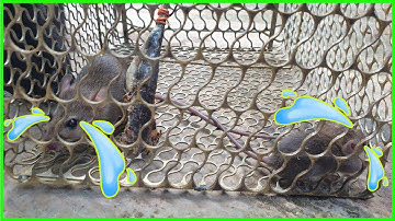 Cách Bẫy Chuôt Hiệu Quả Nhất Tại Nhà 100% Thành Công | Mẹo Diệt Chuột An Toàn | Mouse/Rat Trap