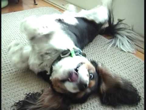 Bertie The Beneful IncrediBites Cavalier King Char...