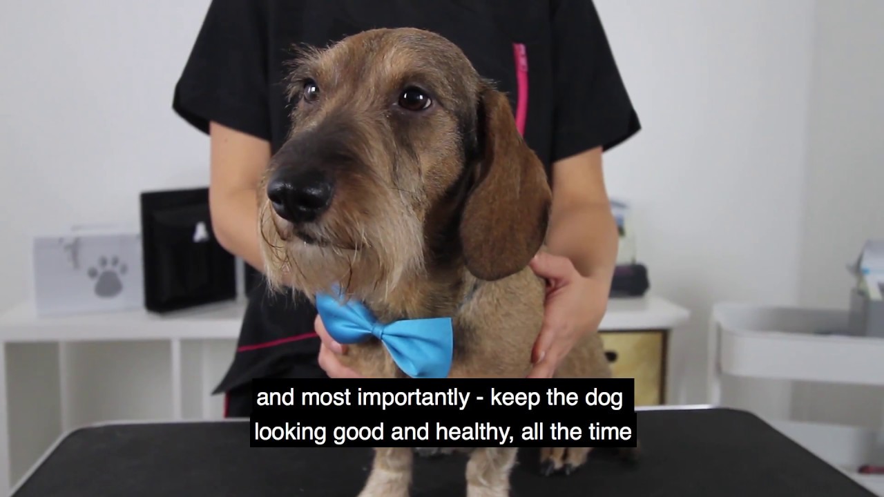 dog hand stripping machine