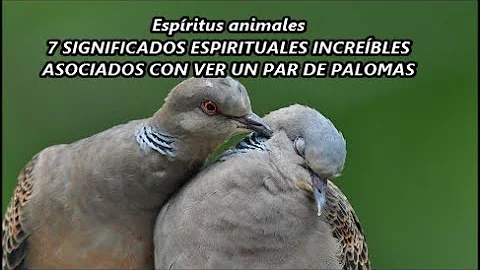 ¿Qué es una pareja de palomas?