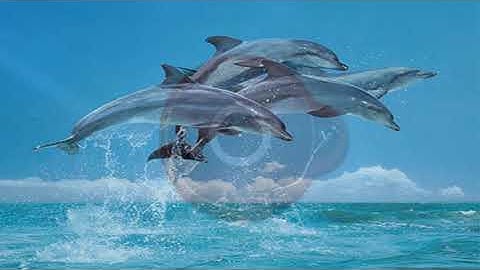 TUẦN 16 KHỐI 3 ÂM NHẠC Kế chuyện CÁ HEO VỚI ÂM NHẠC Giới thiệu TÊN NỐT NHẠC QUA TRÒ CHƠI