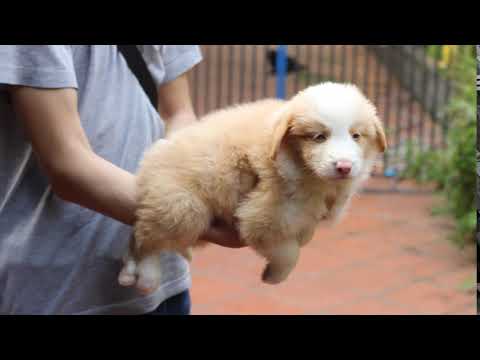 Video: Những Người Cân Nhắc Oregon Chế Tạo Chó Border Collie Chính Thức Của Bang