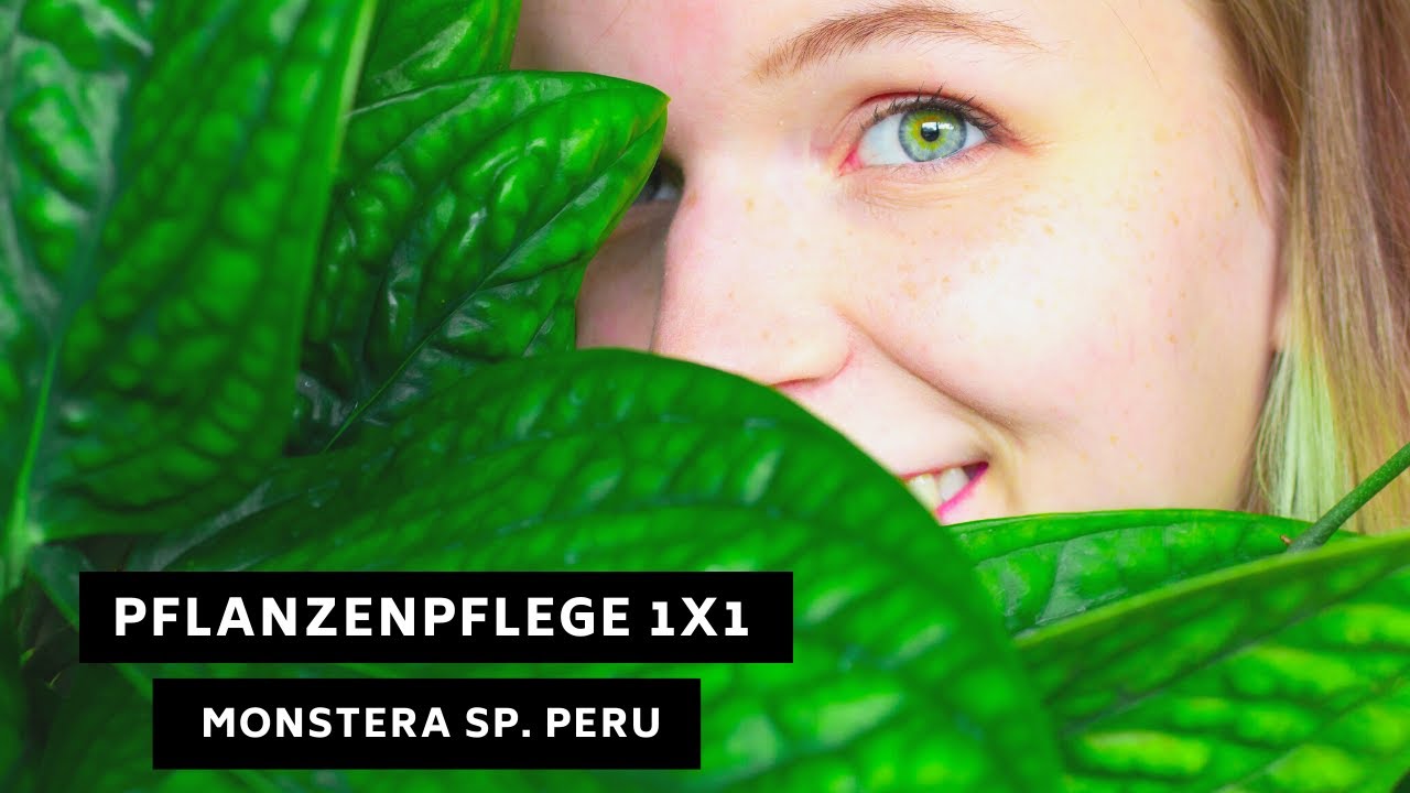 Pflanzenpflege 1x1: Monstera Sp. Peru / karstenianum - Pflege, Standort,  berwinterung und mehr!