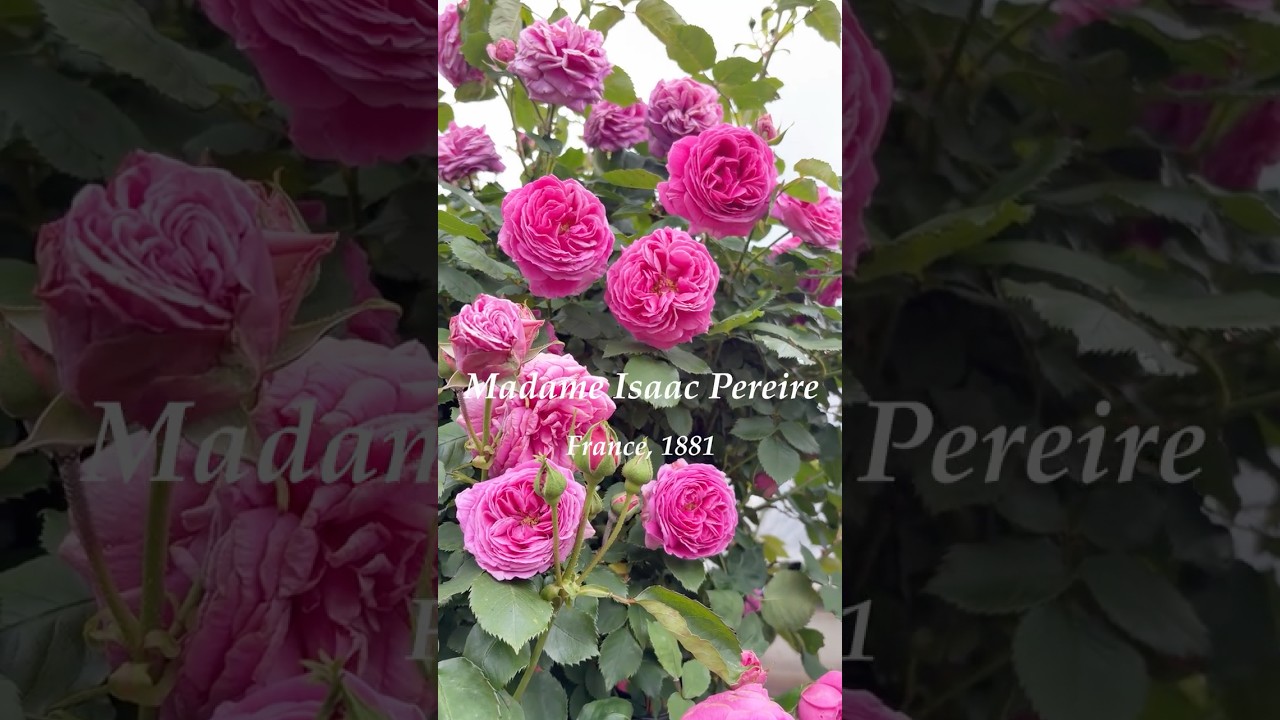 マダム イザーク ペレール　Madame Isaac Pereire　 #篠宮バラ園