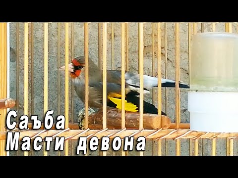 Супер пение седоголовый щегол. Таджикистан. singing Gray-headed Goldfinch Tajikistan