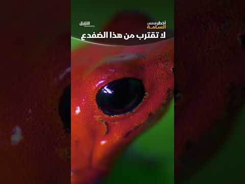 لا تقترب من هذا الضفدع