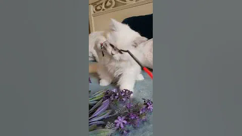 Video 4661981: british longhair kitten, british longhair silver, british cat, lovely british