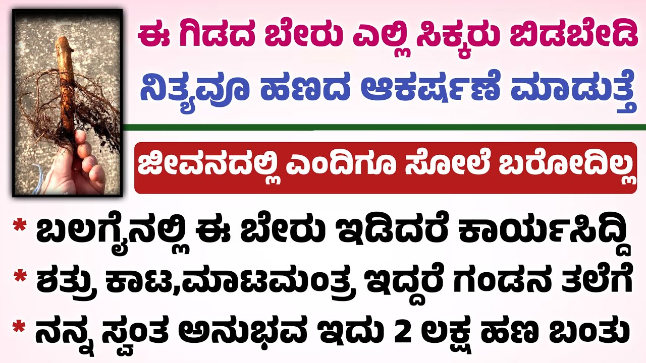 ಈ ಬೇರು ಜೊತೆ ಇದ್ದರೆ ಸೋಲೆ ಇಲ್ಲ ಹಣದ ಆಕರ್ಷಣೆ ಆಗುತ್ತೆ ಇದು ಸತ್ಯ useful information in Kannada