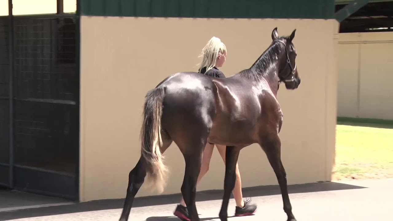 LOT - 16 - CRAIG JUDD