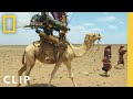 Hitching a ride with the Gabra tribe&#39;s camel train | Primal Survivor: Extreme African Safari