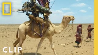 Hitching a ride with the Gabra tribe's camel train | Primal Survivor: Extreme African Safari