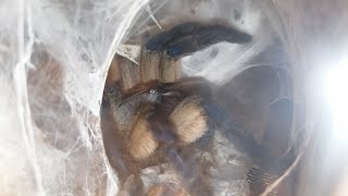 Thork&#39;s Birdeaters. Monocentropus Balfouri Adult Female, Juveniles. Колониальное содержание.