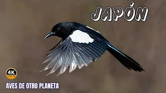 JAPÓN: Paraíso de AVES Exóticas y Hermosas | DOCUMENTAL Epísodio 3