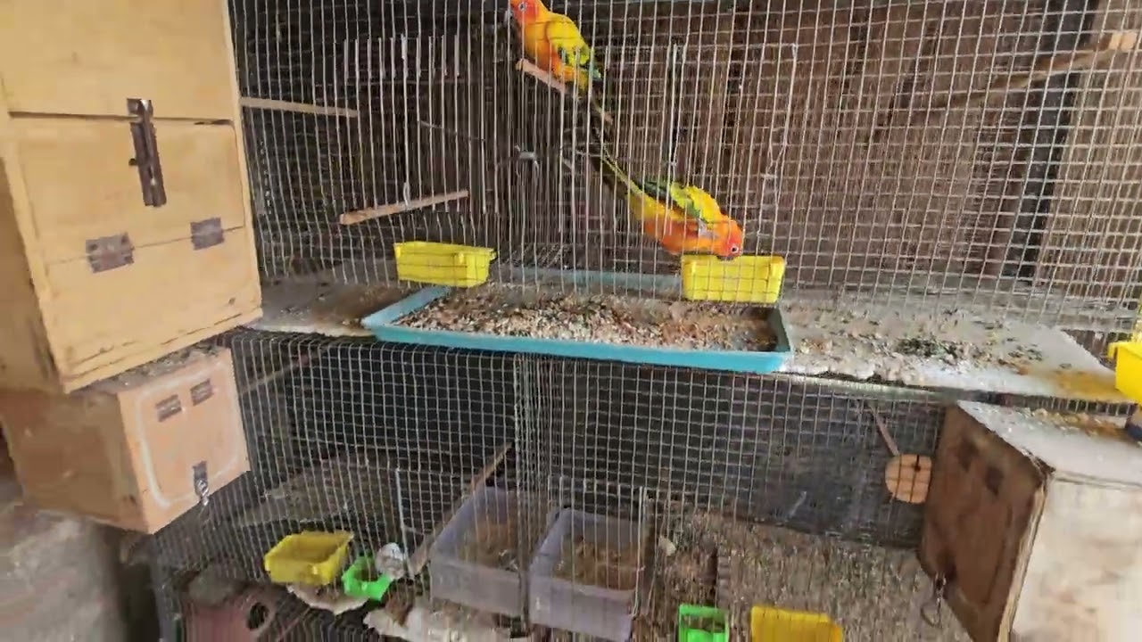 🤩Forth vlog Bird aviary and bird progress