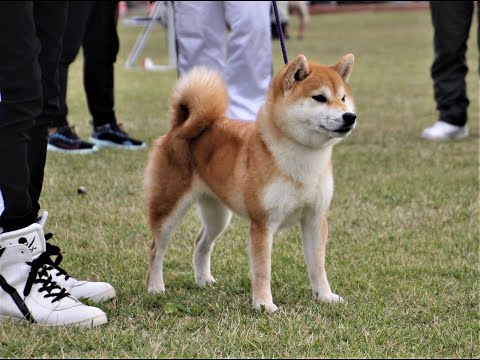 日本犬写真集 第4巻第5巻 第6巻 　日本犬保存会 全国 今回大幅値下げです。 令和5年 日本犬保存会全国展 IN兵庫 小型雌部第3審 古乃華矢号