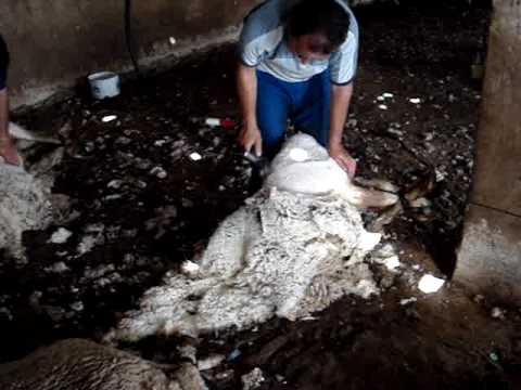 Sheep Shearing in Trujillo