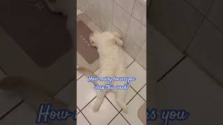 #cats#scottishfold #catshorts #cutecats #cutepets #cat #catvideos #kitten #dojacat #katzen#kitten