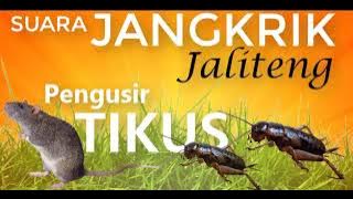 Suara Jangkrik JALITENG Pengusir TIKUS DIJAMIN AMPUH | Cricket noises AUDIO