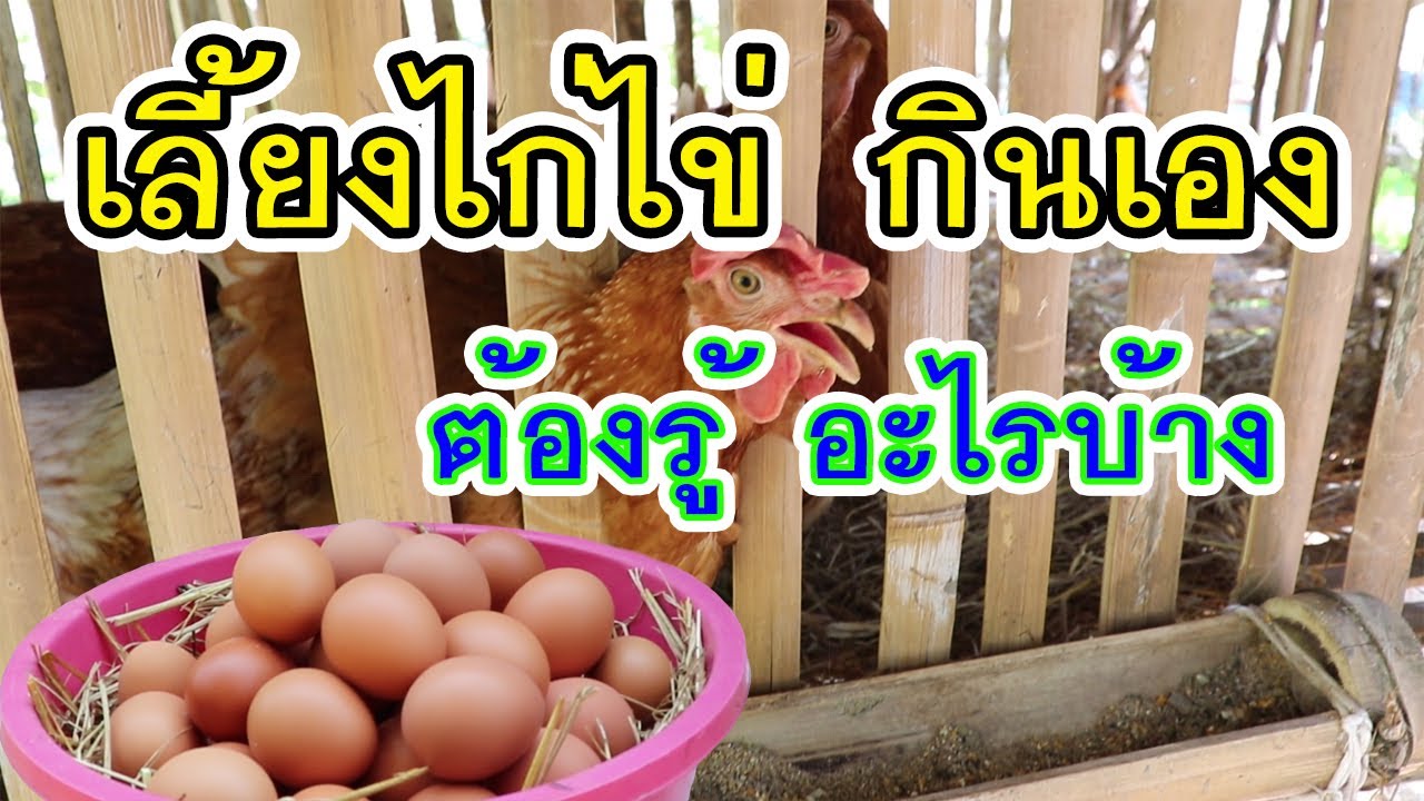 ก่อนเลี้ยงไก่ไข่ ไว้กินเอง ต้องรู้อะไรบ้าง | เนื้อหาอาหาร ไก่ ไข่ ทำ เองที่มีรายละเอียดมากที่สุดทั้งหมด