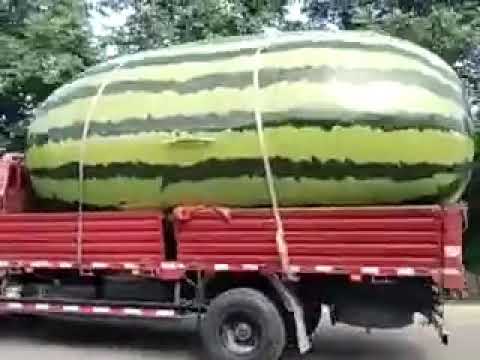 اكبر بطيخ حبحب جح في العالم