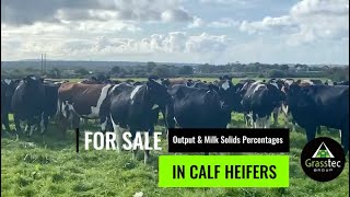 In Calf Heifers - Output & Milk Solids Percentages
