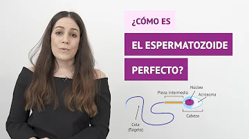 ¿Qué aspecto tienen los espermatozoides normales?