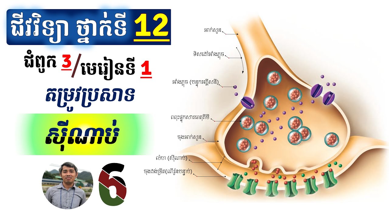 ជីវវិទ្យាទី១២-ជំពូក៣-មេរៀនទី១-តម្រូវប្រសាទ #ស៊ីណាប់ (ភាគ៦)
