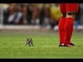 サッカーの試合に乱入した動物たちがぐうかわ♡～Animals who stormed the game of football.