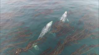 2 Gray Whales Kelp Terranea B
