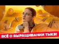 ВСЕ О ВЫРАЩИВАНИИ ТЫКВЫ! Тыква которая хранится 7 лет!