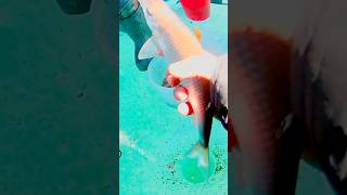 БРАТСКОЕ. ЛОВЛЯ НА МОРМЫШКУ. #рыбалка #fishing #fishingvideo #fish #carpfishing #братское #мормышка