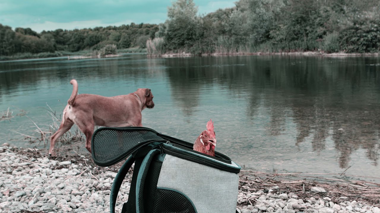 HUHN IM RUCKSACK? Ausflug mit HUHN UND HUND an den See BikeDogs