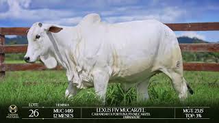 LOTE 26 - LEXUS FIV MUCARZEL