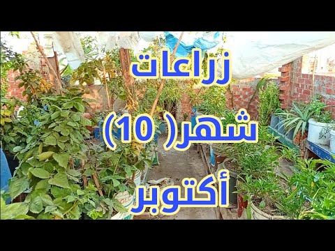 نزرع أيه في شهر 10 أكتوبر اعرف هتنجح في زراعة ايه علشان ترتاح