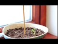 20-Hour Time Lapse of Sunflower Opening Its Leaves!