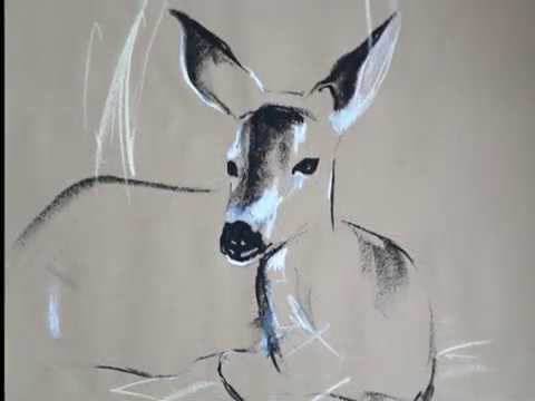 Animals 2020_2 - YouTube