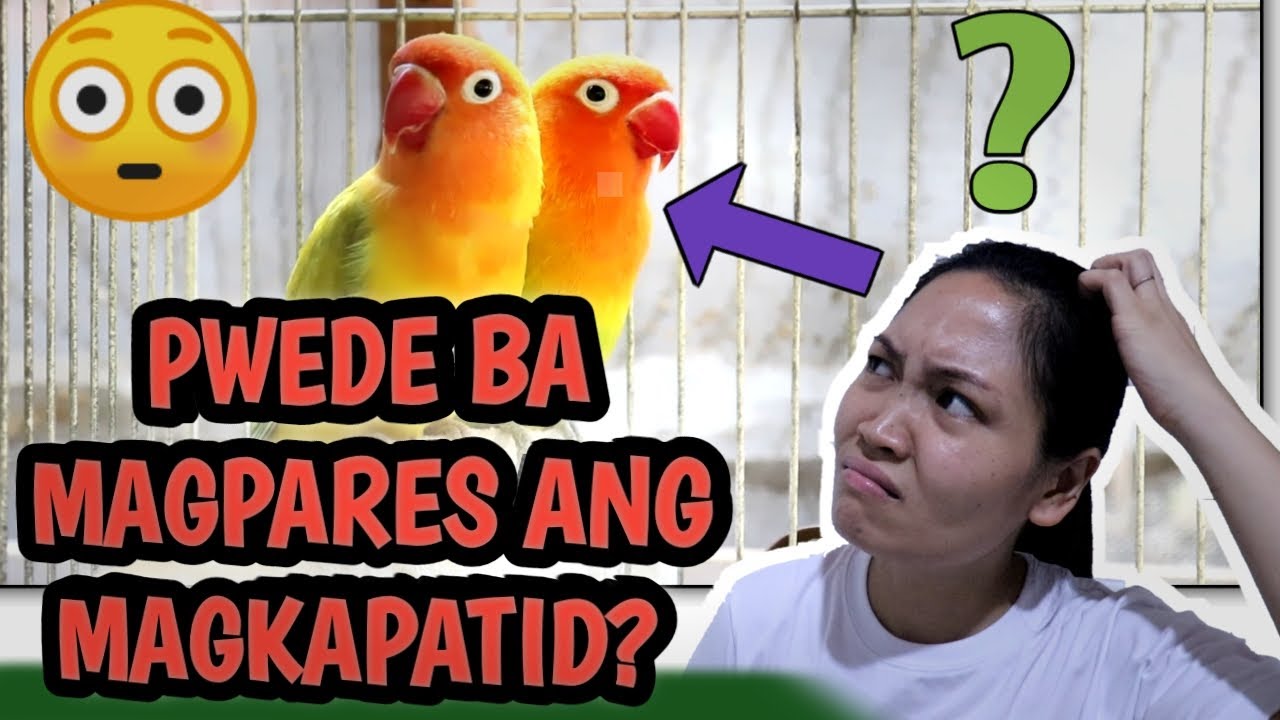 PWEDE MAGPARES ANG MAGKAPATID? INBREEDING, LINE BREEDING in African Lovebirds