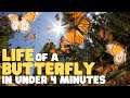 Butterfly Life Cycle Quiz
