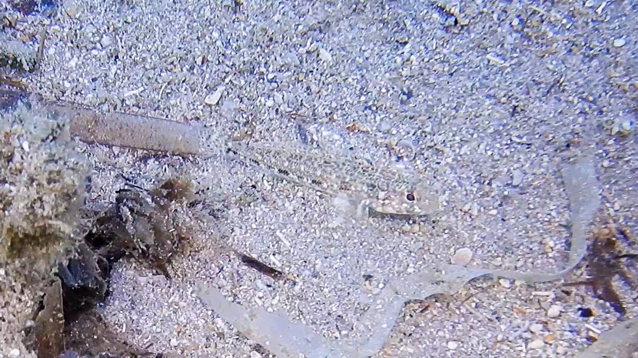 Grundel (Gobius geniporus)