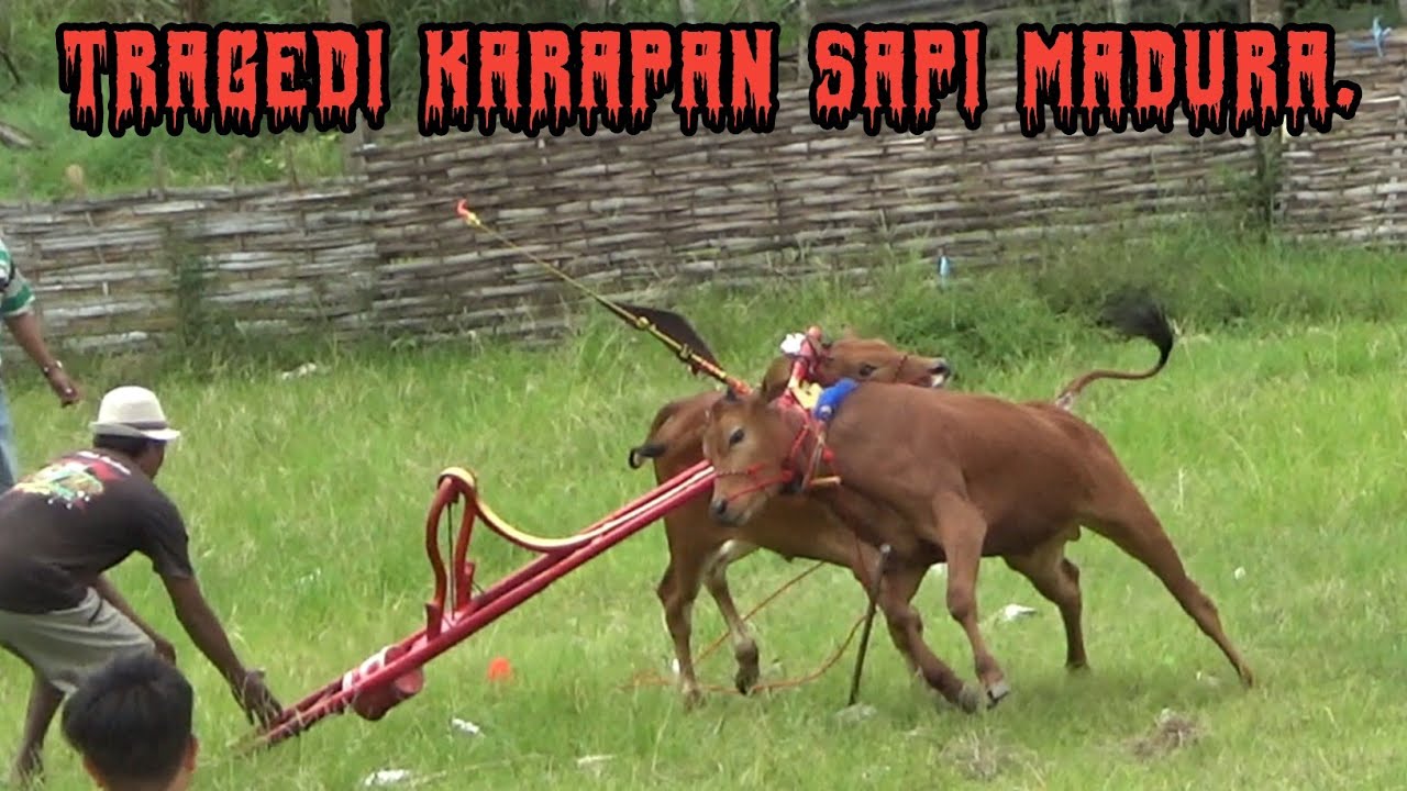 Tragedi Karapan Sapi Madura Di Lap Asemanis Pamekasan. 