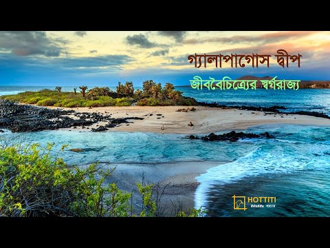 ভিডিও: পুয়ের্তো রিকোতে কচ্ছপ দেখছেন