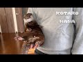 手乗りカワウソとお尻ふりふり女子カワウソ　Otter Kotaro Sits on Hand and Hana Shaking Butt
