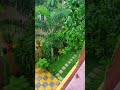 Heavy Rain | My Garden During Rain | #shorts