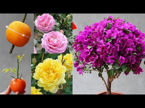 Turn Branches Into