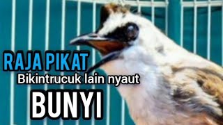 TRUCUKAN Ombyokan,trucuk bahan malas BUNYI Agar NYAUT dengar PANCINGAN Burung trucukan GACOR ropel